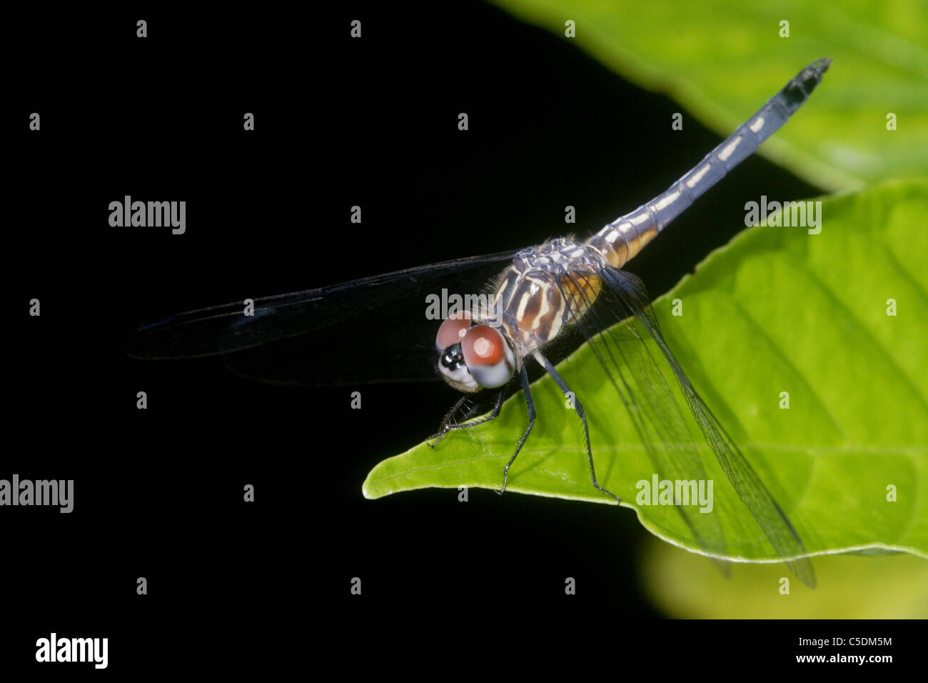 Dasher Pachydiplax longipennis bleu Banque D'Images