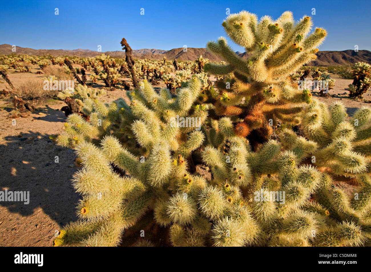 Cholla Cactus Garden, Cylindropuntia fulgida , Parc national de Joshua Tree, désert de Mojave, Californie, USA , Joshua Tree National Banque D'Images