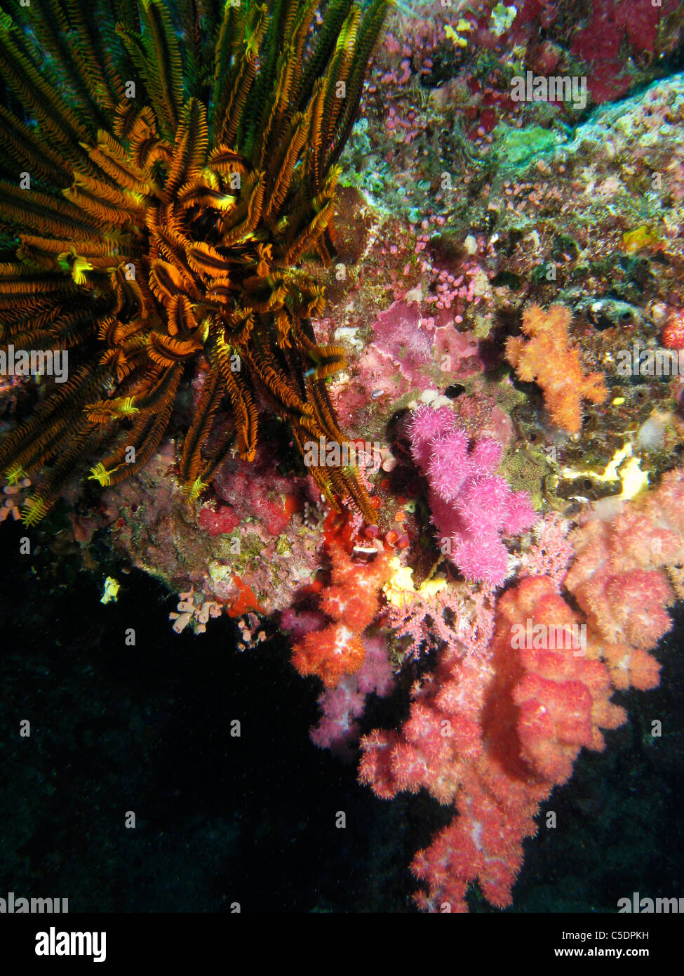 Coral Reef, Agincourt, Grande Barrière de Corail, le nord du Queensland, Australie Banque D'Images