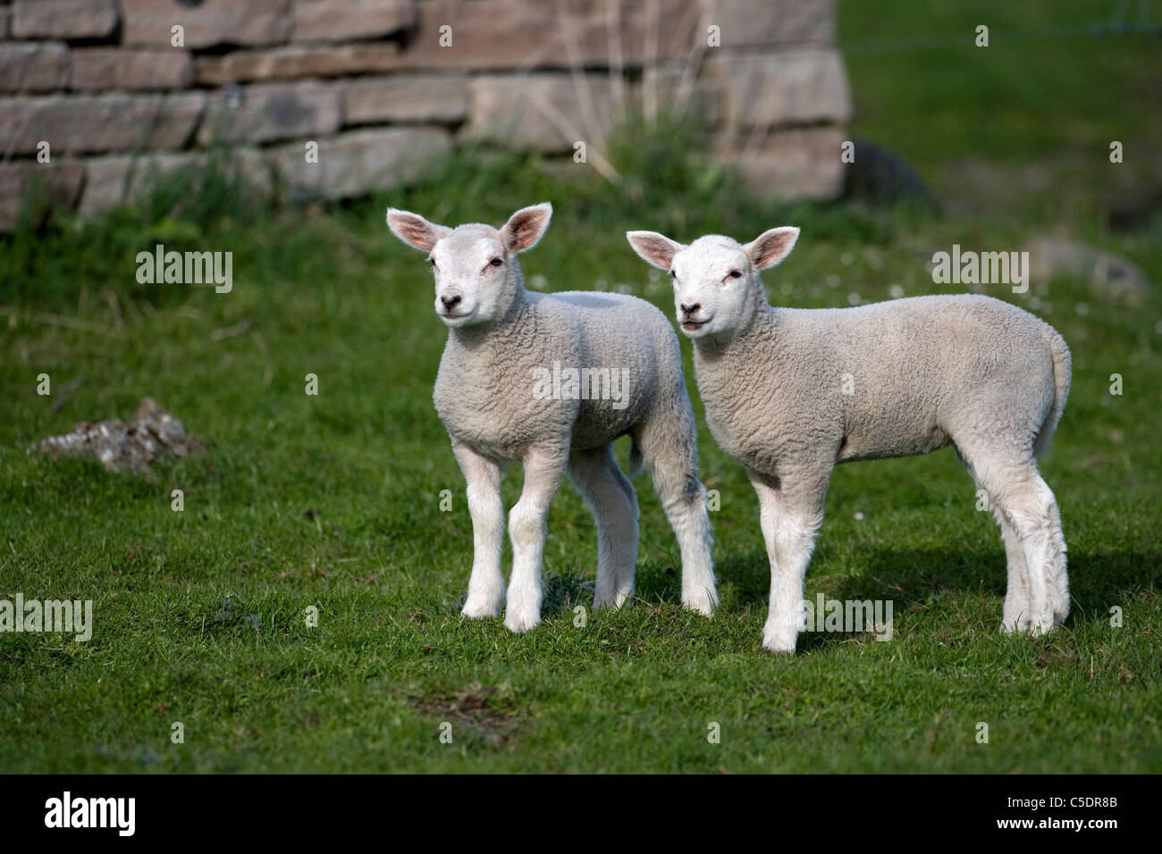 Deux agneaux debout sur l'herbe Banque D'Images