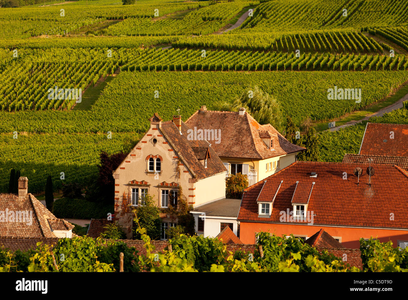 Accueil et vignoble à Riquewihr, le long de la Route des Vins, Alsace Haut-Rhin France Banque D'Images