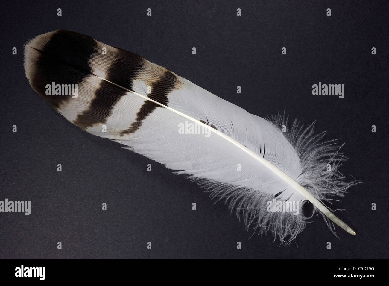 Plume Oiseau Banque D Image Et Photos Alamy