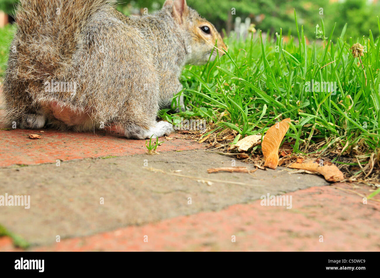 L'écureuil gris, ou écureuil gris (selon la région), (Sciurus carolinensis) Banque D'Images