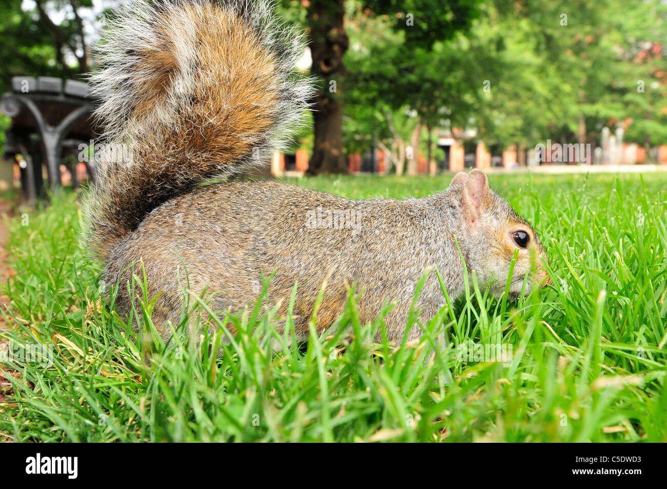 L'écureuil gris, ou écureuil gris (selon la région), (Sciurus carolinensis) Banque D'Images