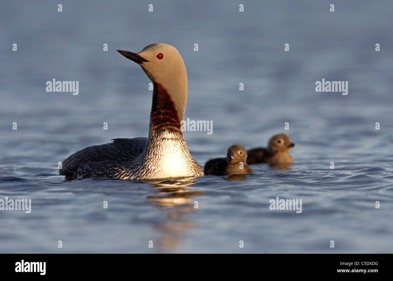 Close-up of red-throated diver avec les oiseaux du nouveau-né dans l'eau Banque D'Images