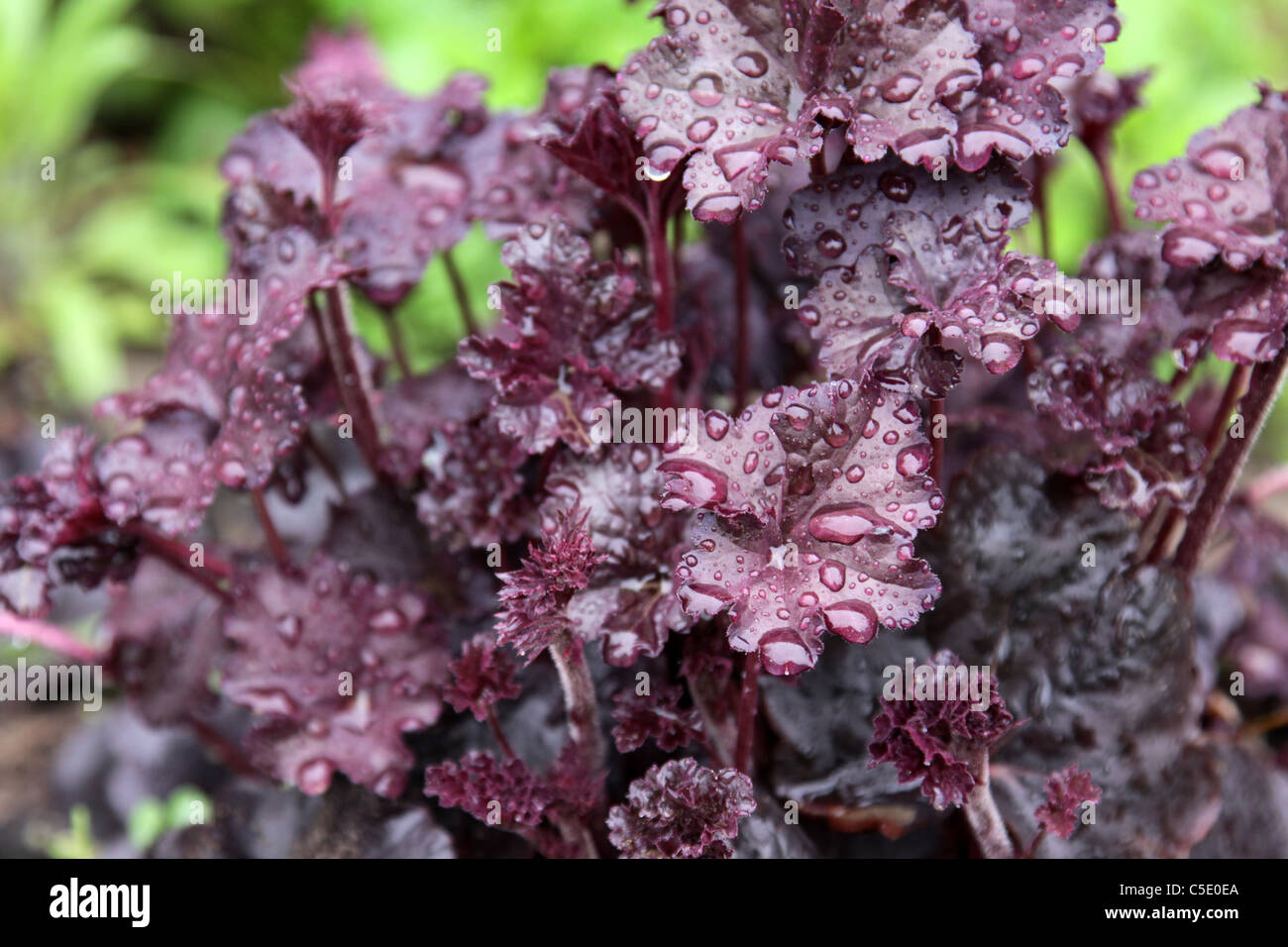 L'Obsidienne Coral Bells Banque D'Images