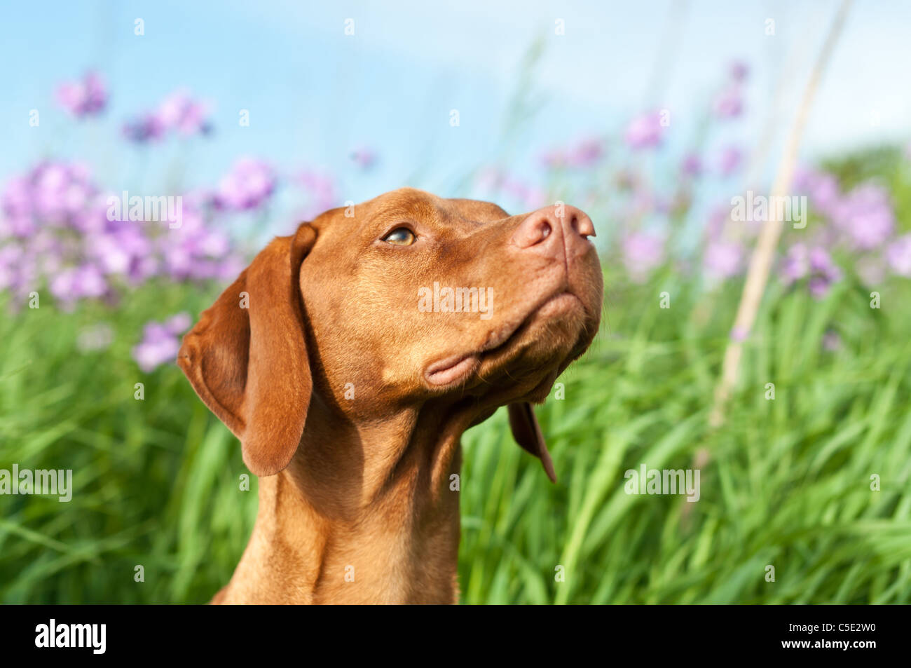 Un closeup portrait of a Hungarian Vizsla devint pourpre avec chien de fleurs sauvages et d'herbe verte à l'arrière-plan, Banque D'Images