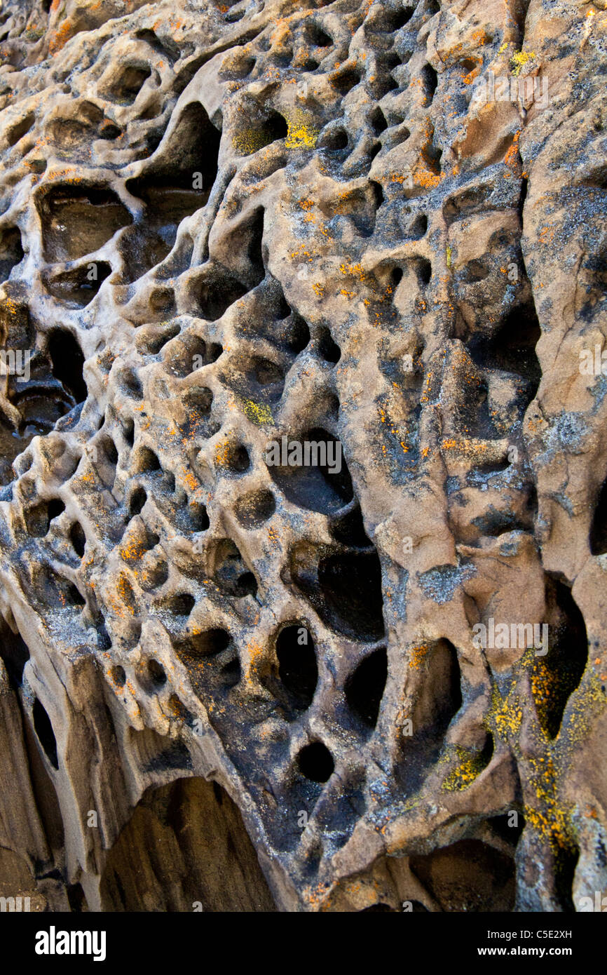 Formations Tafoni de lichen à une plage d'État de Californie. Banque D'Images