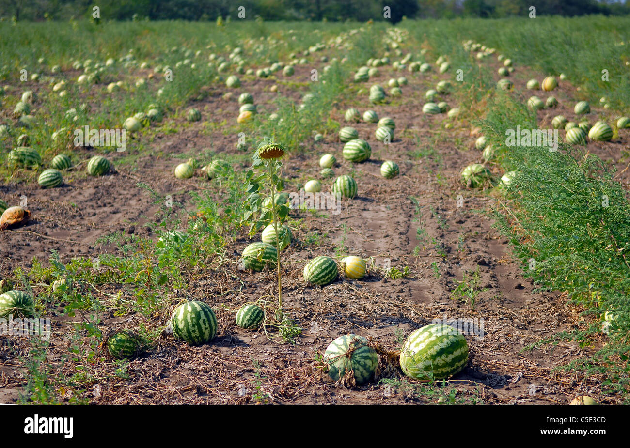 Pastèques mûres sur un champ de melon d'eau Banque D'Images