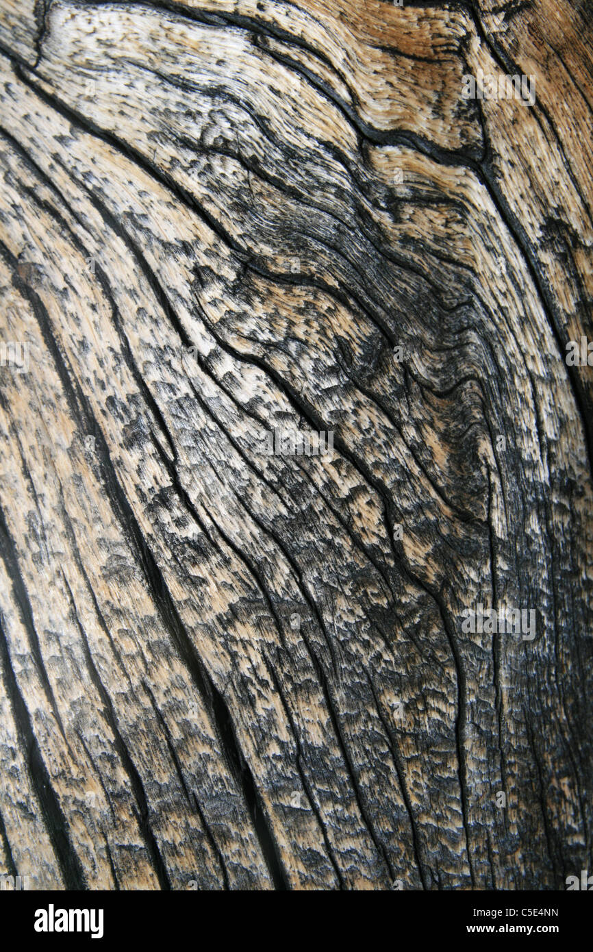 Ondée fissuré du grain du bois d'un vieux tronc d'arbre de pin Banque D'Images