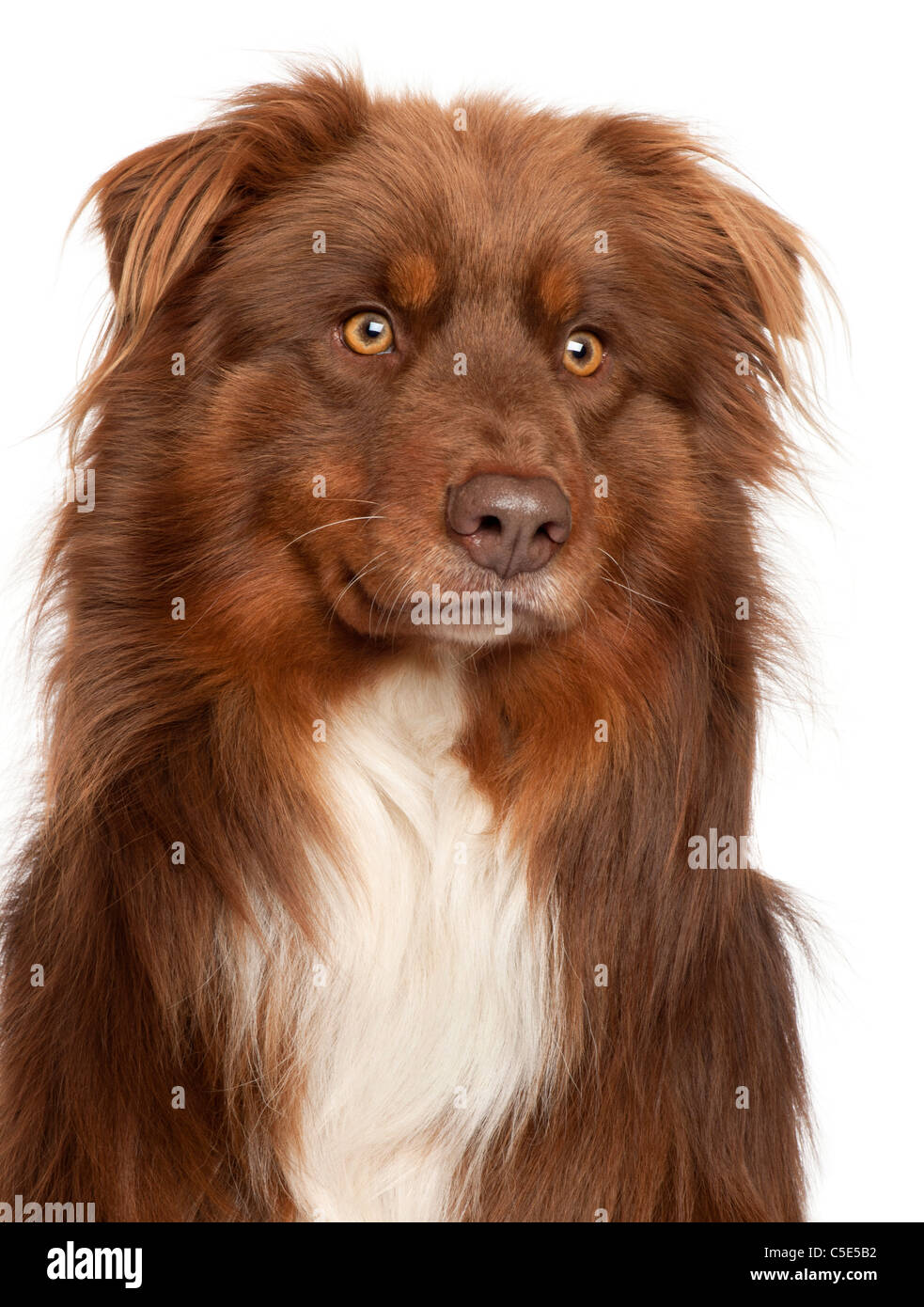 Close-up of Australian Shepherd Dog in front of white background Banque D'Images