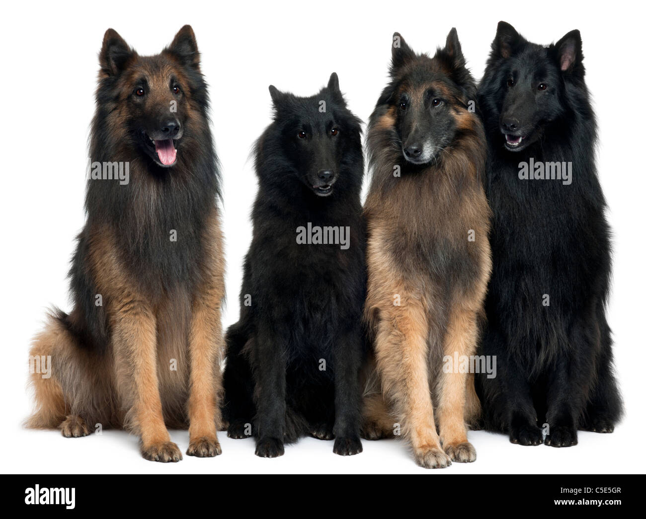 Chiens de berger belge, in front of white background Banque D'Images