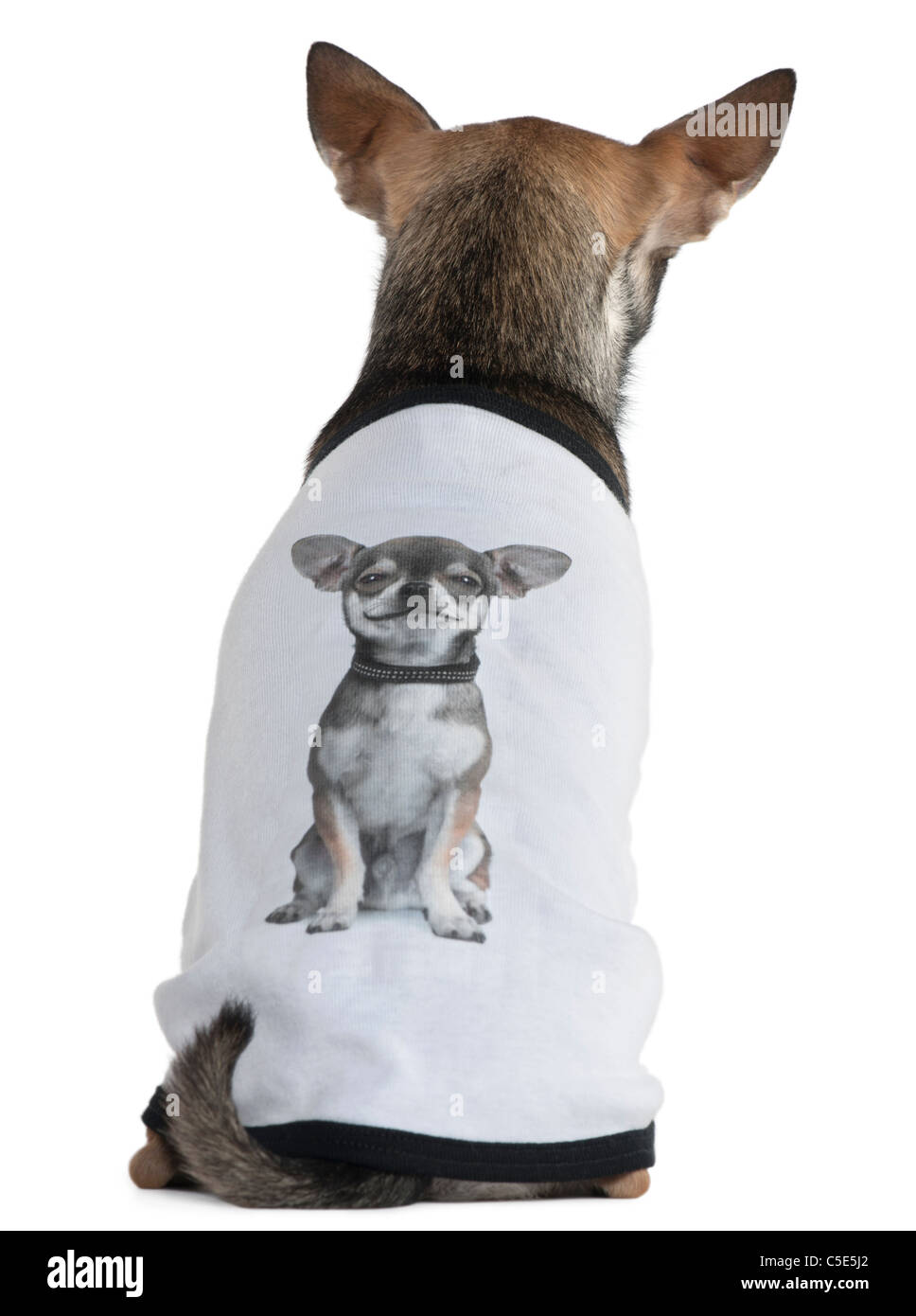 Chihuahua habillé avec un t-shirt avec une photo de lui-même, 3 ans, in front of white background Banque D'Images