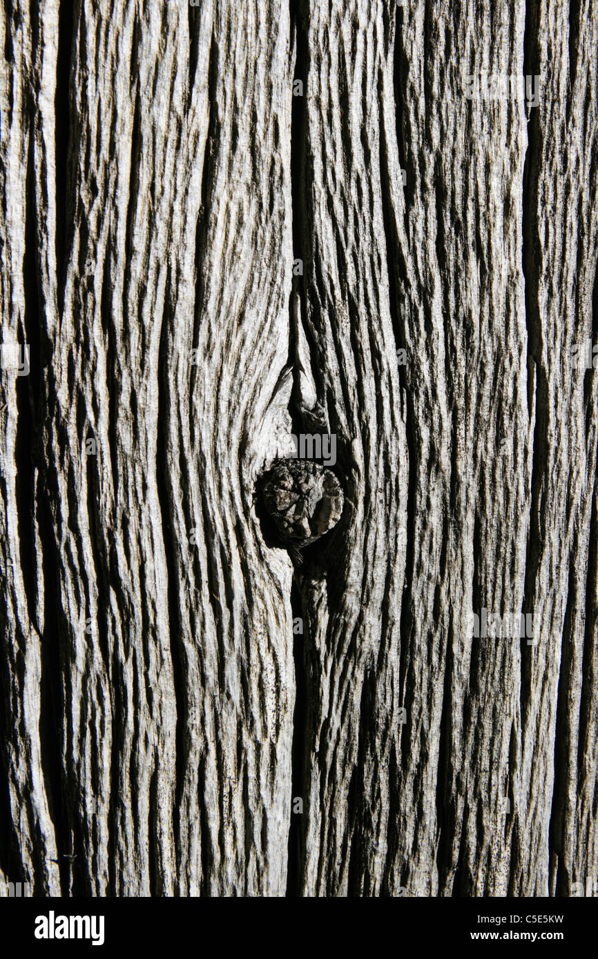 Tronc d'arbre mort gris usé avec noeud Banque D'Images