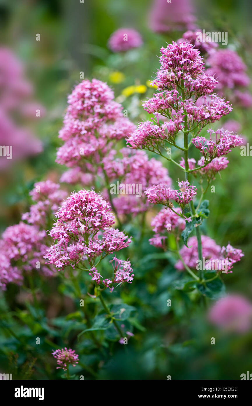 Close-up image de la floraison d'été Eupatorium cannabinum fleurs roses, également connu sous le nom de corde de chanvre Aigremoine ou saint. Banque D'Images