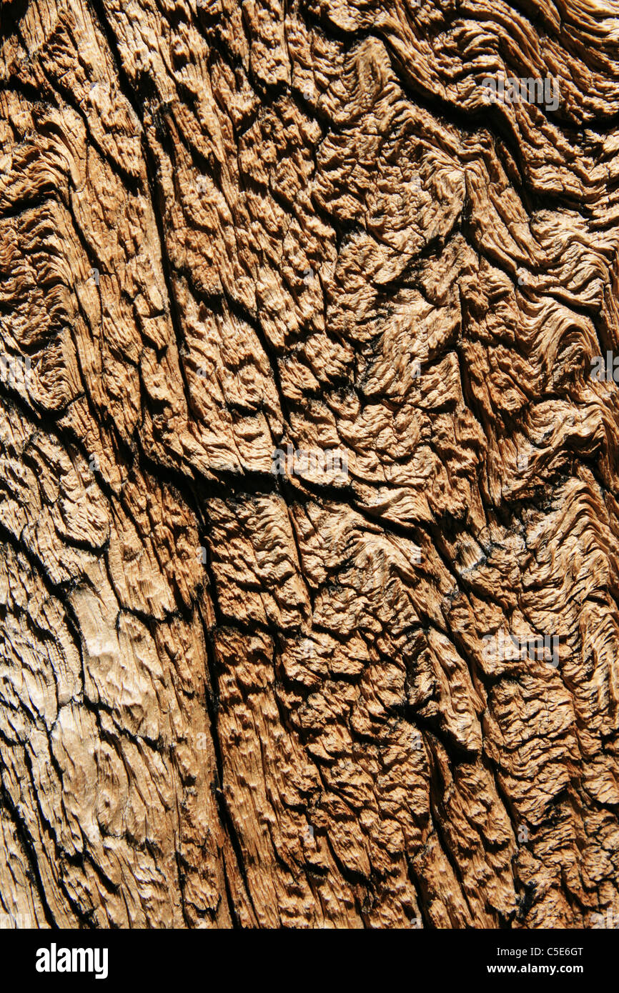 Old weathered tronc d'arbre de pin de montagne avec grain de bois fendu Banque D'Images
