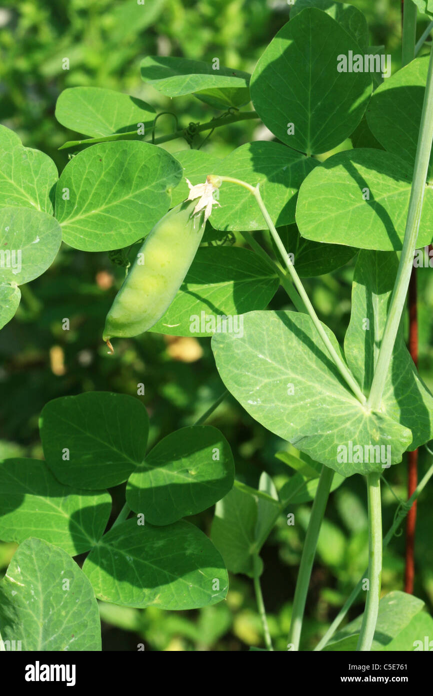 Pois vert dans le jardin en pleine croissance Banque D'Images