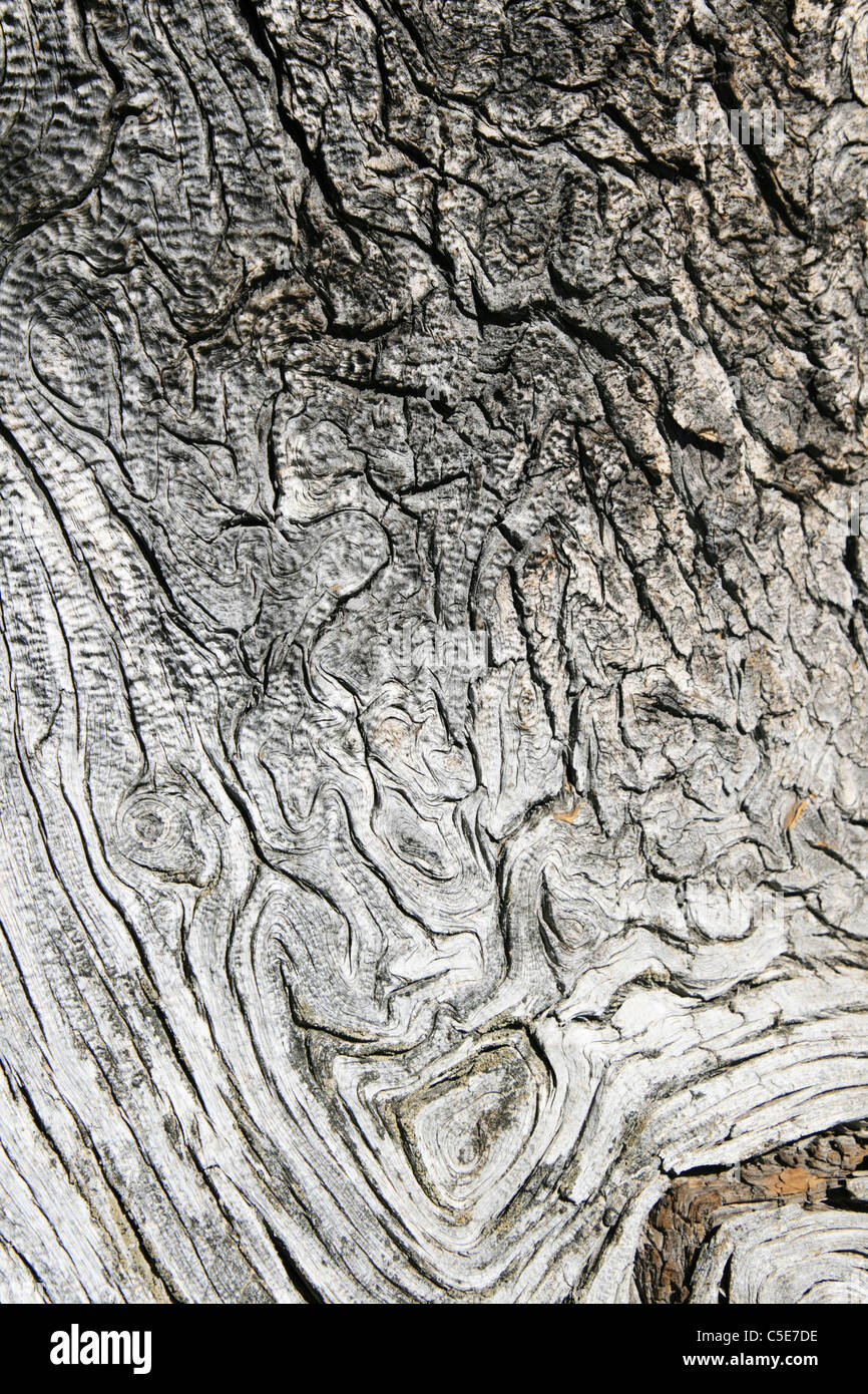 Bois de pin gris torsadée pin vieux tronc d'arbre Banque D'Images