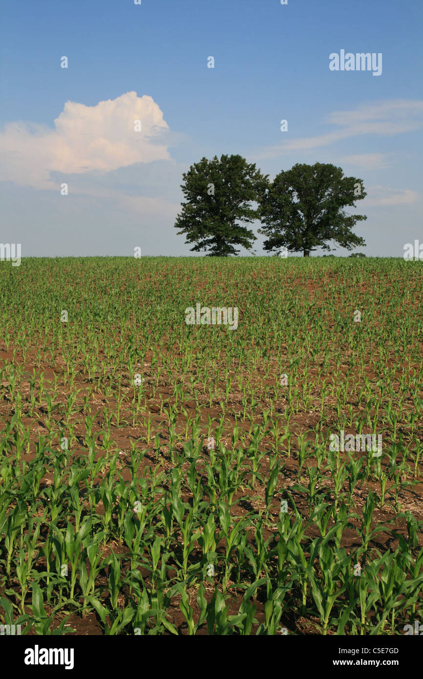 Vertical image de champ de maïs du Midwest avec deux arbres à l'horizon Banque D'Images