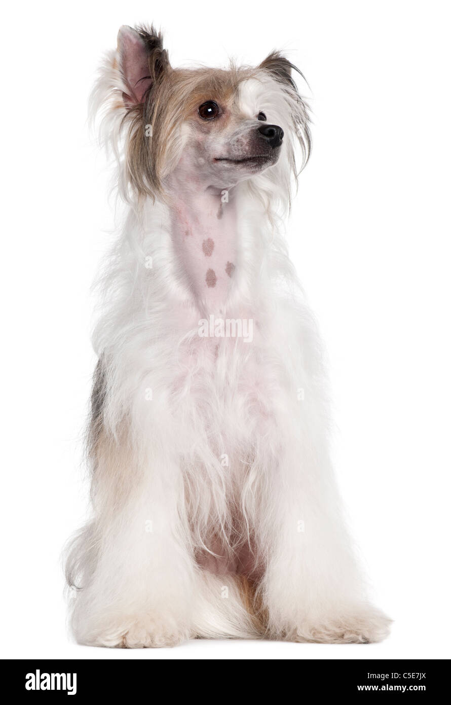 Chien Chinois à Crête, 2 ans, in front of white background Banque D'Images