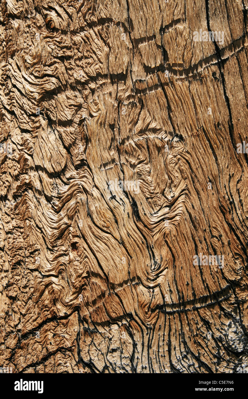 Grain de bois ondulé vieux tronc d'arbre de pin de montagne Banque D'Images