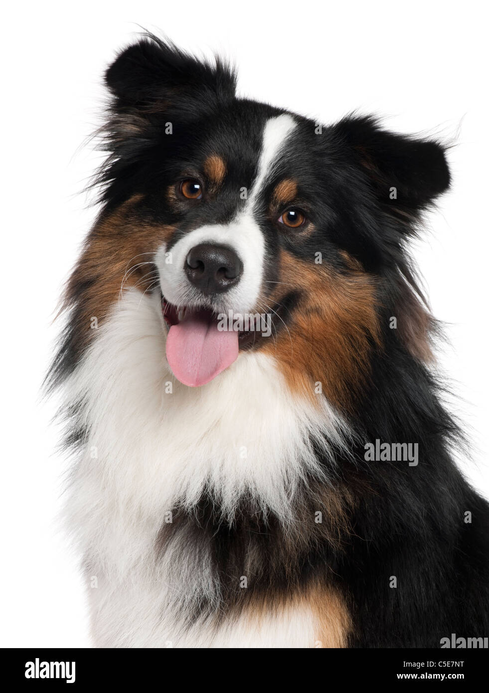 Close-up of Australian Shepherd Dog, 2 ans, in front of white background Banque D'Images