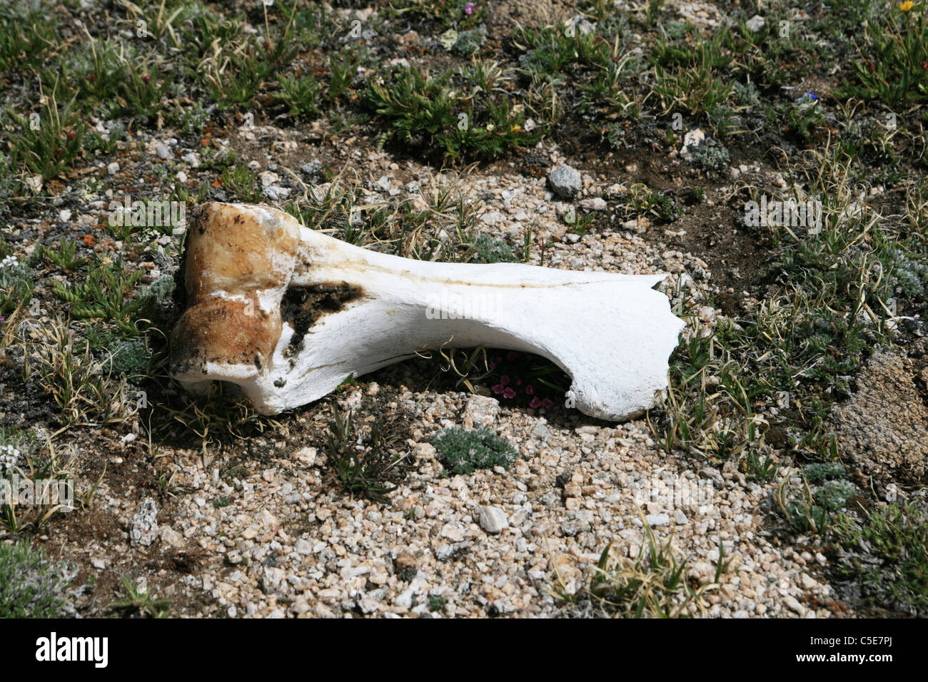 A blanchi le blanc des os des animaux sur le terrain Banque D'Images
