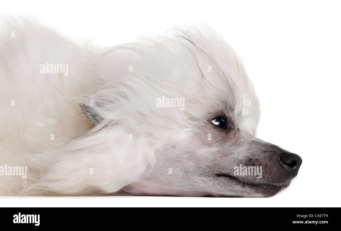 Close-up of Chinese Crested Dog lying in front of white background Banque D'Images