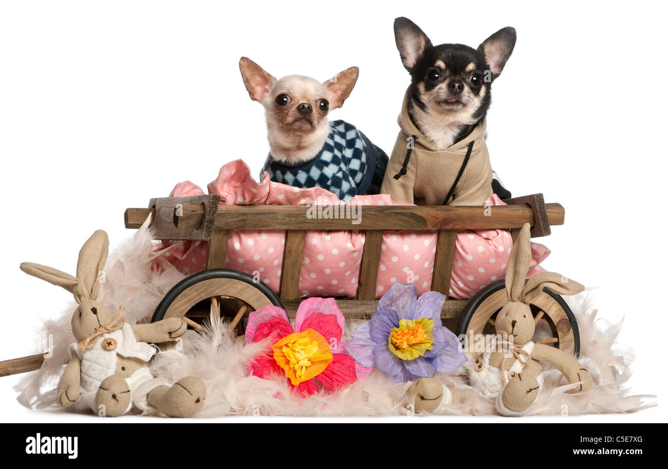 Les Chihuahuas sitting in dog bed wagon avec des animaux en peluche in front of white background Banque D'Images