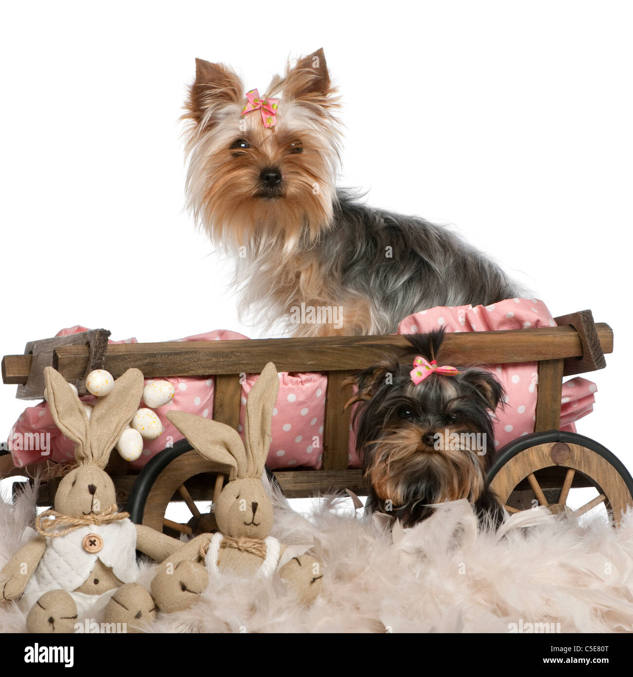 Deux Yorkshire Terriers, 5 et 9 mois, avec des wagons et lit pour chien animaux en peluche de Pâques in front of white background Banque D'Images