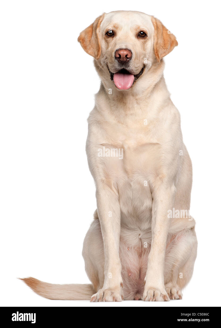 Labrador Retriever, 4 ans, in front of white background Banque D'Images Labrador Retriever, 4 ans, in front of white background Banque D'Images