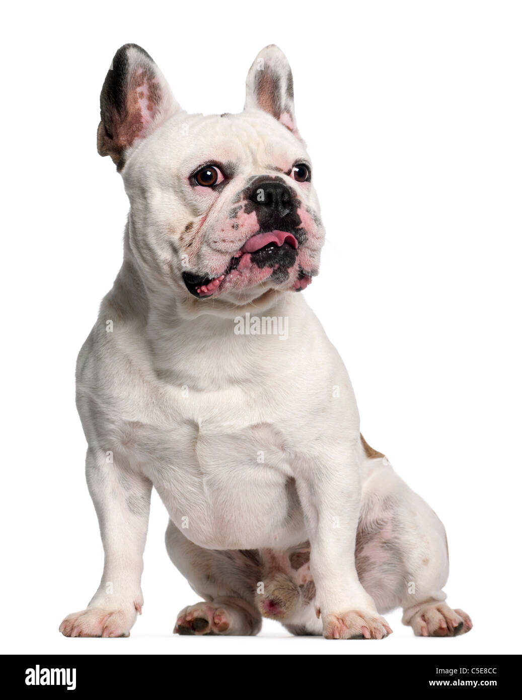 Bouledogue français, 3 ans, in front of white background Photo Stock - Alamy