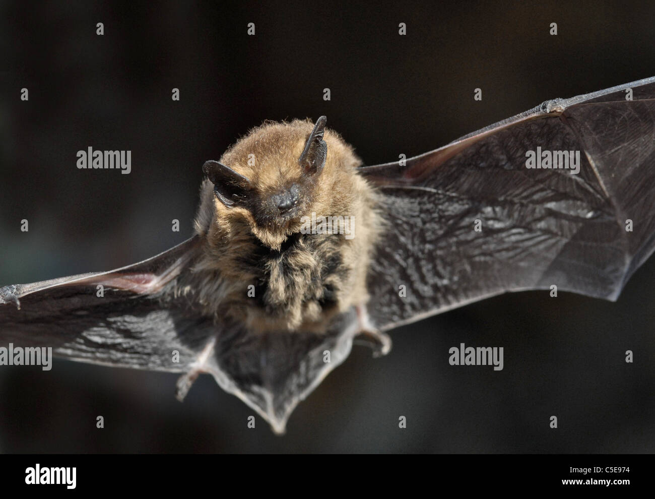 Pipistrelle bat (Pipistrellus pipistrellus) Banque D'Images