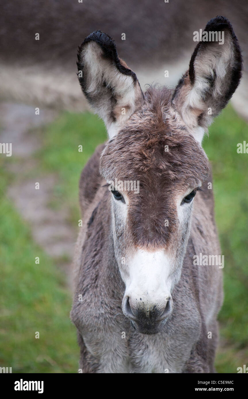 Comment S appelle L âne De Son Histoire Pix Jeune ane Banque de photographies et d'images à haute résolution - Alamy