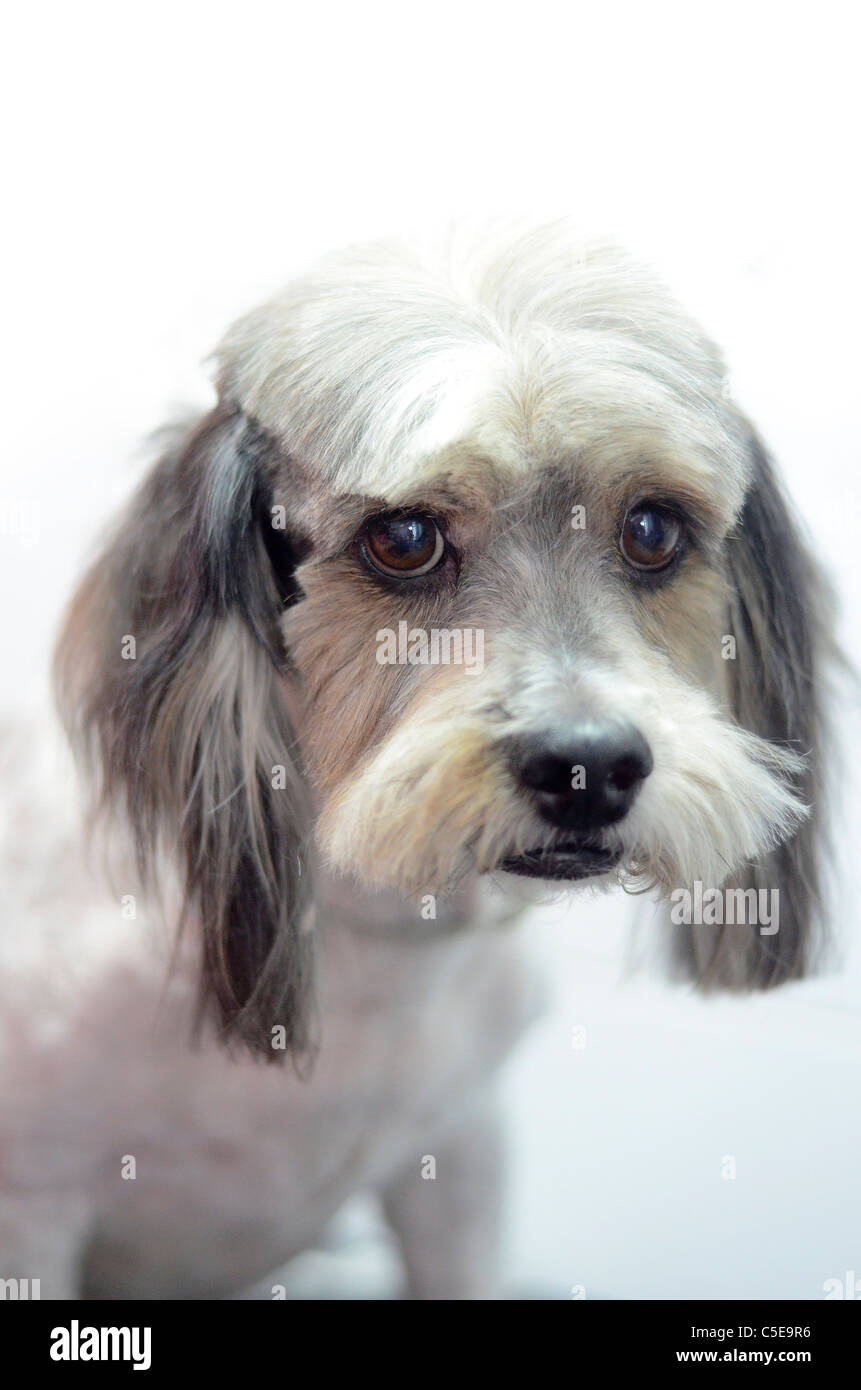 Chien de race mixte après une coupe Banque D'Images