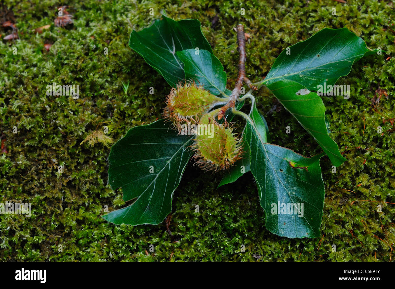 Hêtre frais et vert mât hêtre (Fagus sylvatica) laisse sur mousse UK Banque D'Images