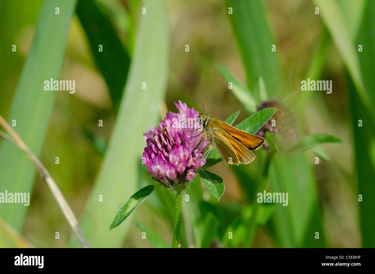 Grand Skipper butterfly Banque D'Images