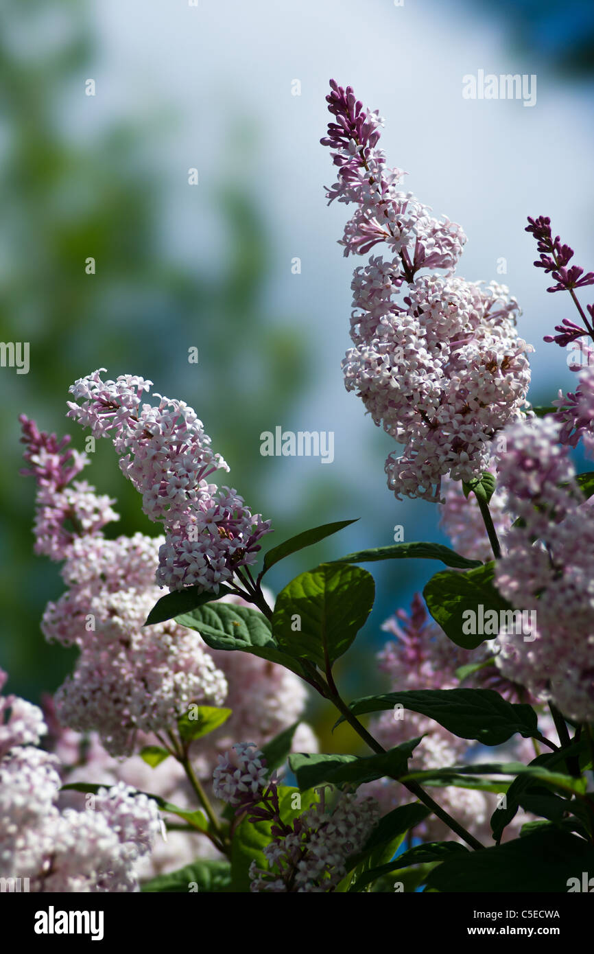 Le lilas (Syringa villosa) Banque D'Images
