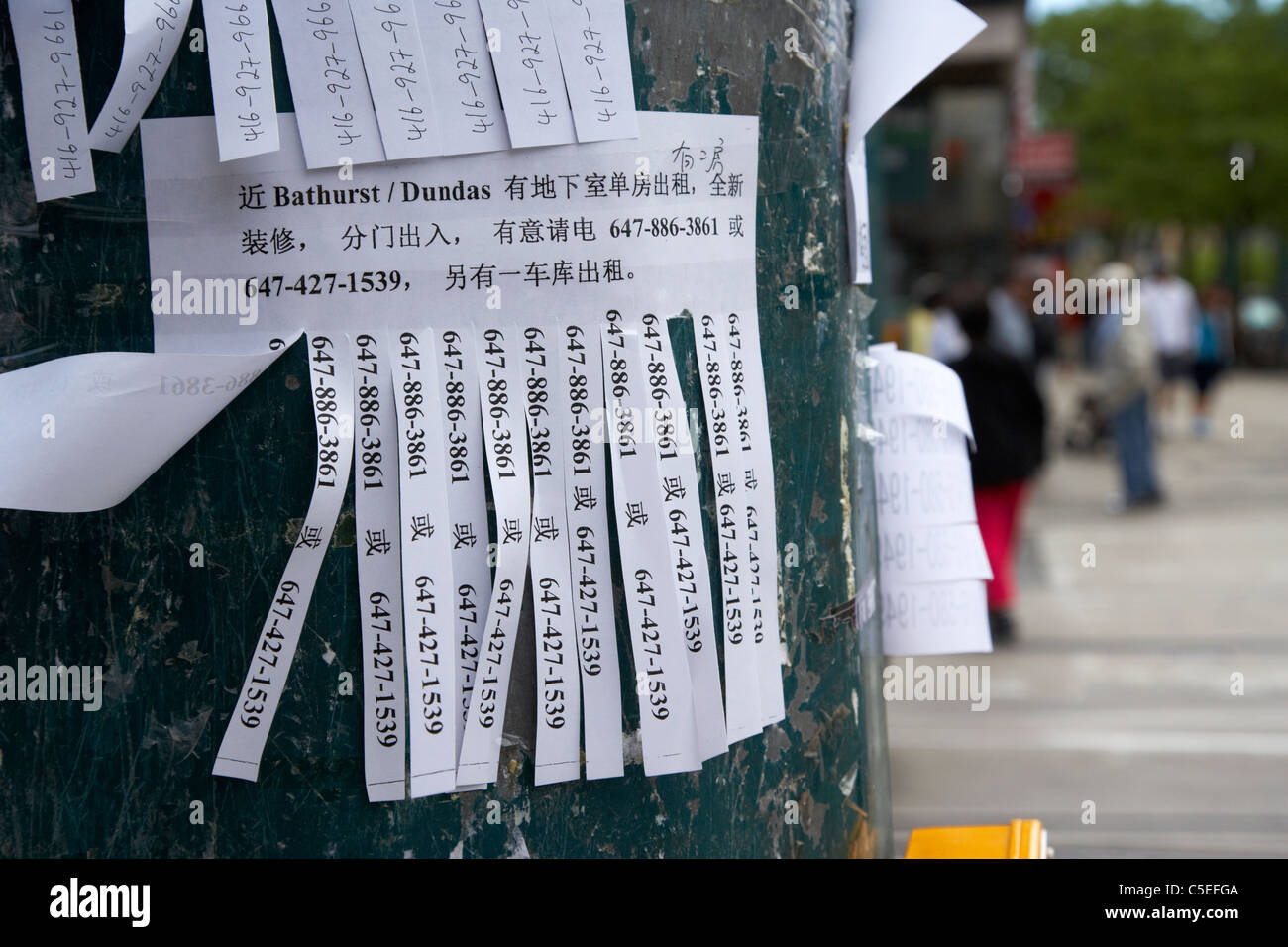 Découpez les bandes publicité bilingue sur lampadaire dans Chinatown toronto ontario canada Banque D'Images