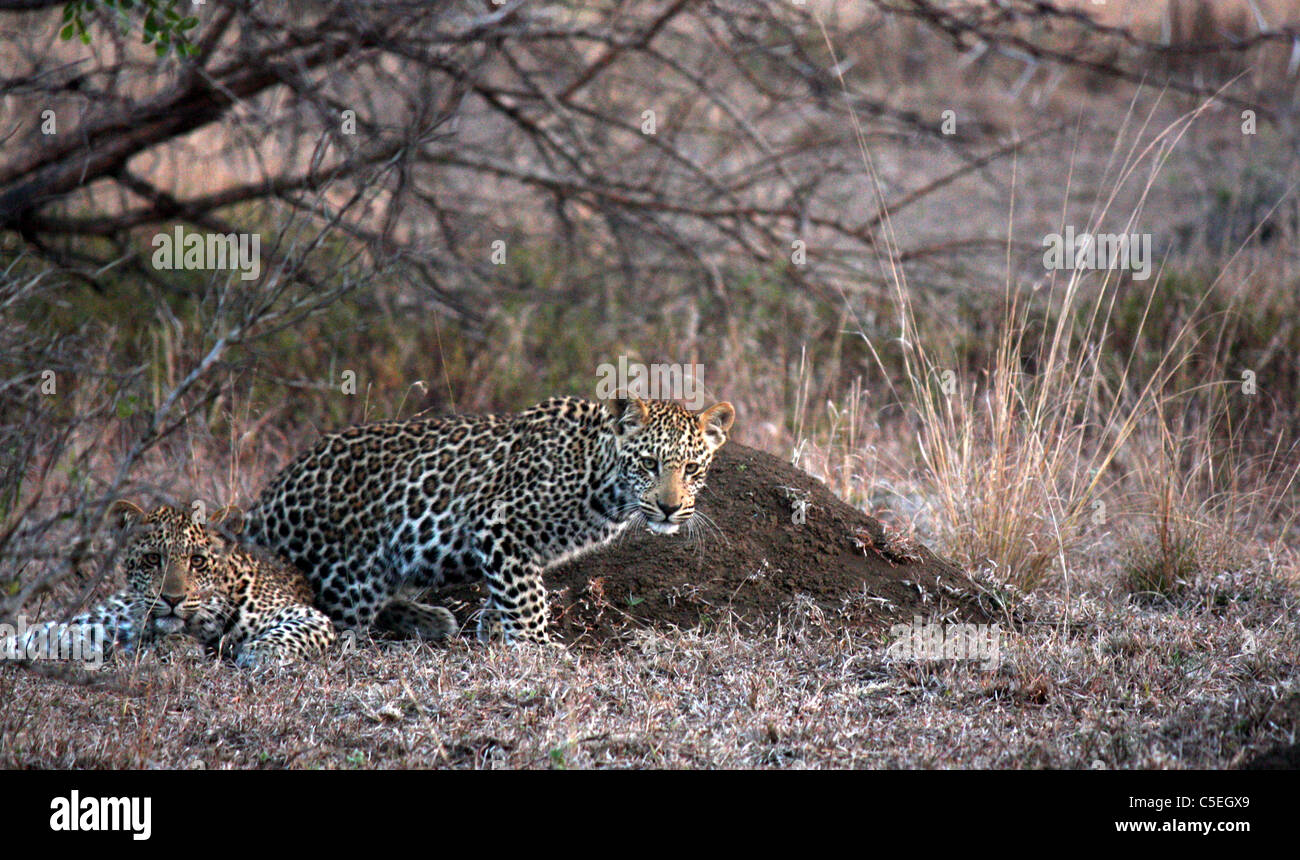 7 mois Leopard cubs,la réserve sauvage de Phinda, afrique du sud Banque D'Images