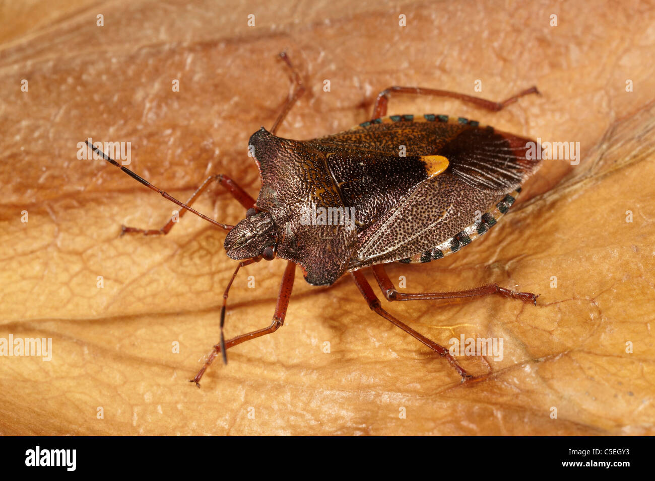 Protection des forêts, Bug Pentatoma rufipes, UK Banque D'Images