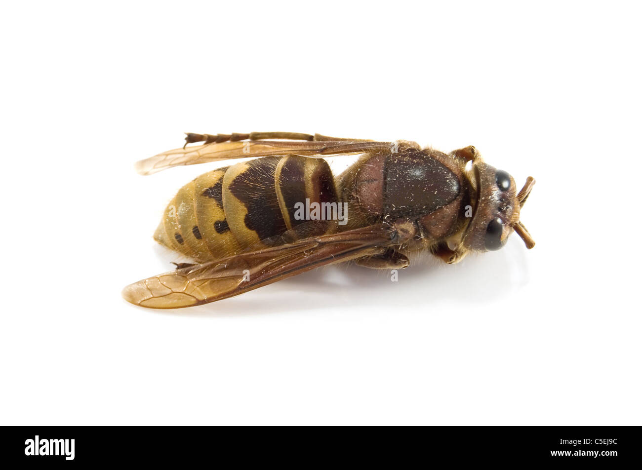 Un hornet est isolé sur fond blanc Banque D'Images