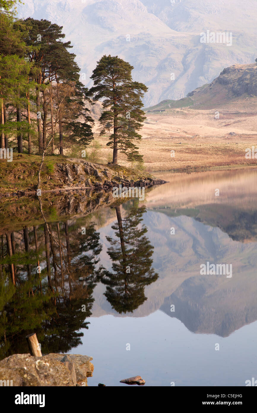 Blea Tarn, Lake District prises à l'aube. Banque D'Images