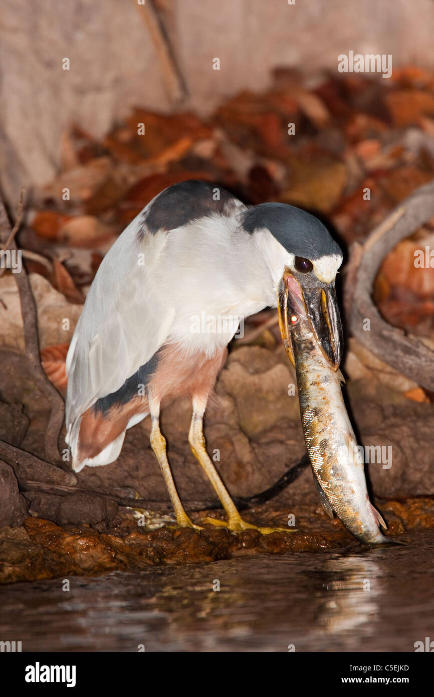 Boat-billed Heron, Cochlearius cochlearius, manger les poissons proies Pantanal, Mato Grosso, Brésil Banque D'Images