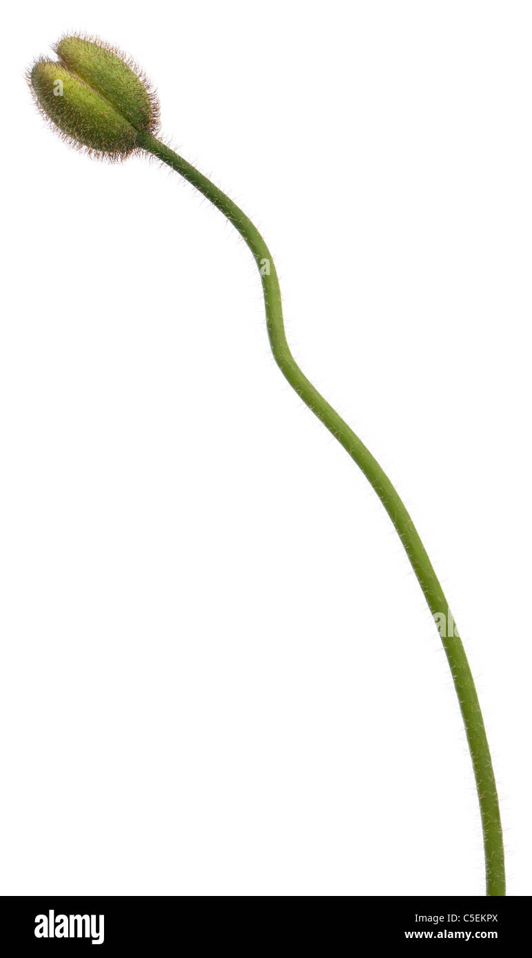 Alpin blanc coquelicot, Papaver alpinum, in front of white background Banque D'Images