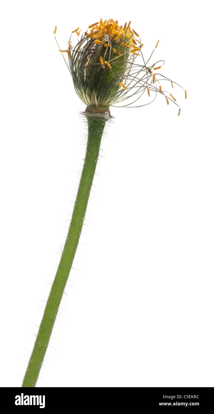 Alpin blanc coquelicot, Papaver alpinum, in front of white background Banque D'Images