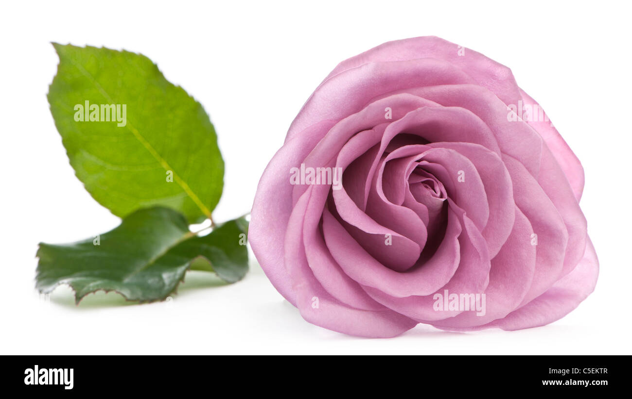 Rosa aqua rose in front of white background Banque D'Images