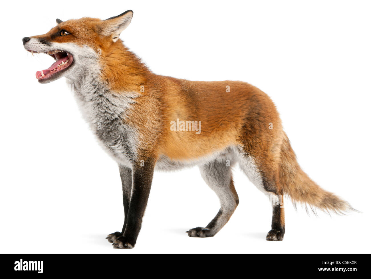 Le renard roux, Vulpes vulpes, 4 ans, in front of white background Banque D'Images
