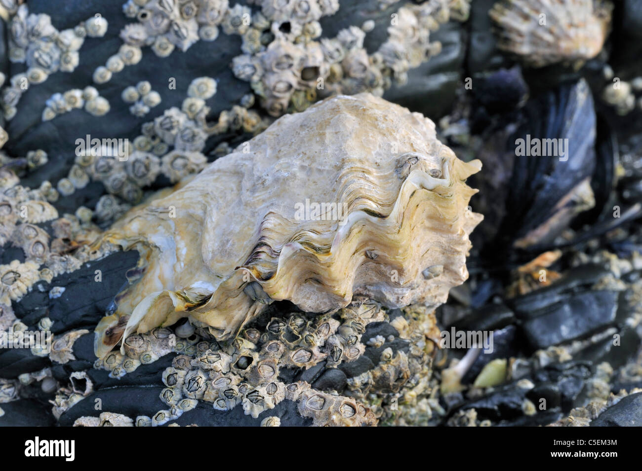 Ostreidae huître), les balanes et les moules en croissance sur rock exposée sur une plage à marée basse Banque D'Images