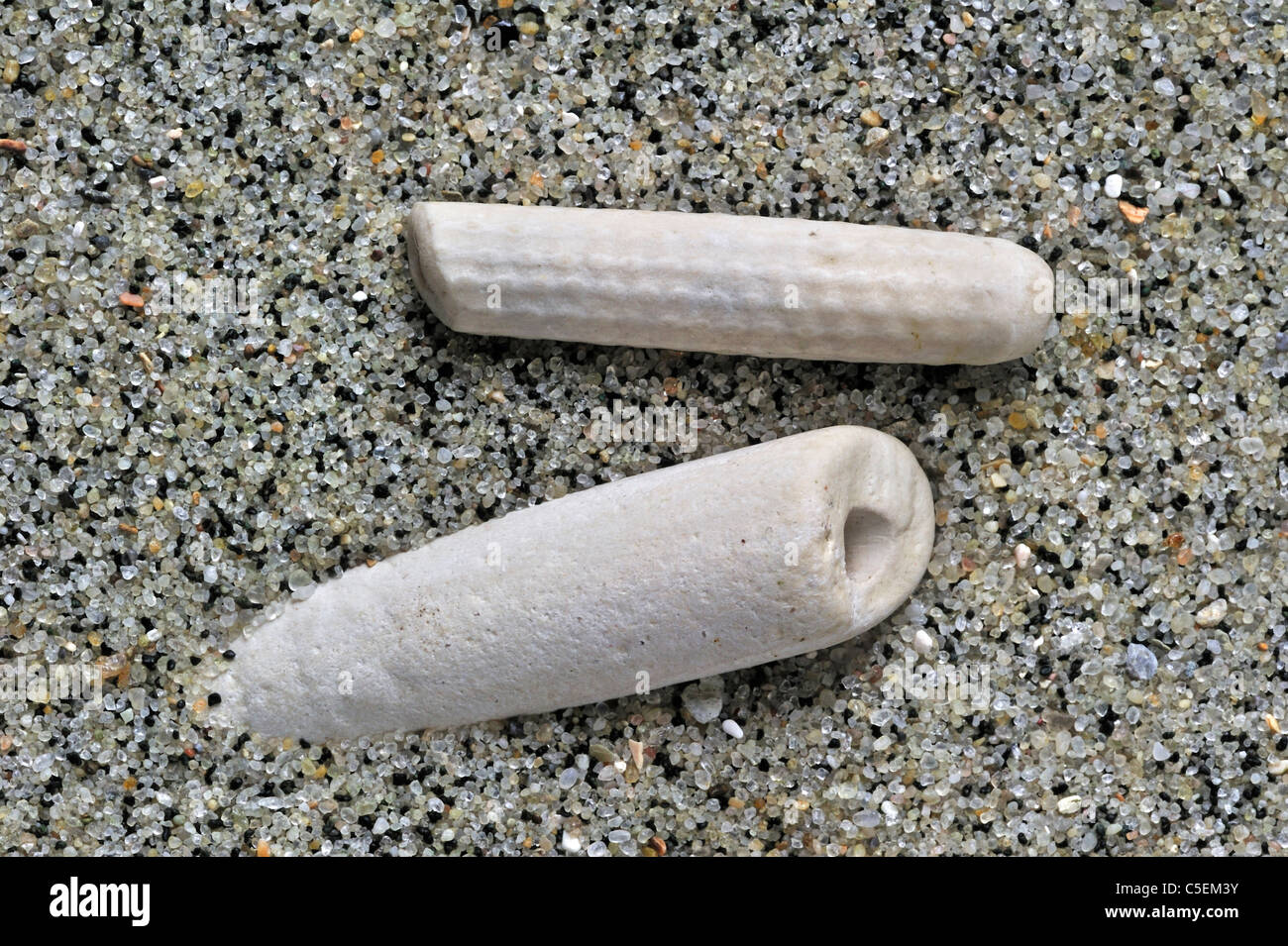 Fragment de fossile lily mer Coquillages (Crinozoa sp.), sur la plage, les Pays-Bas Banque D'Images